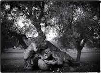 “Vita Aeterna” di Barbara Luisi